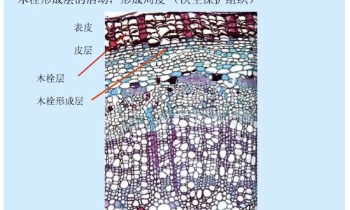 自药煎的功效与副作用网- 自煎药能煮沸加热吗知识,分享中药自煎是什么意思